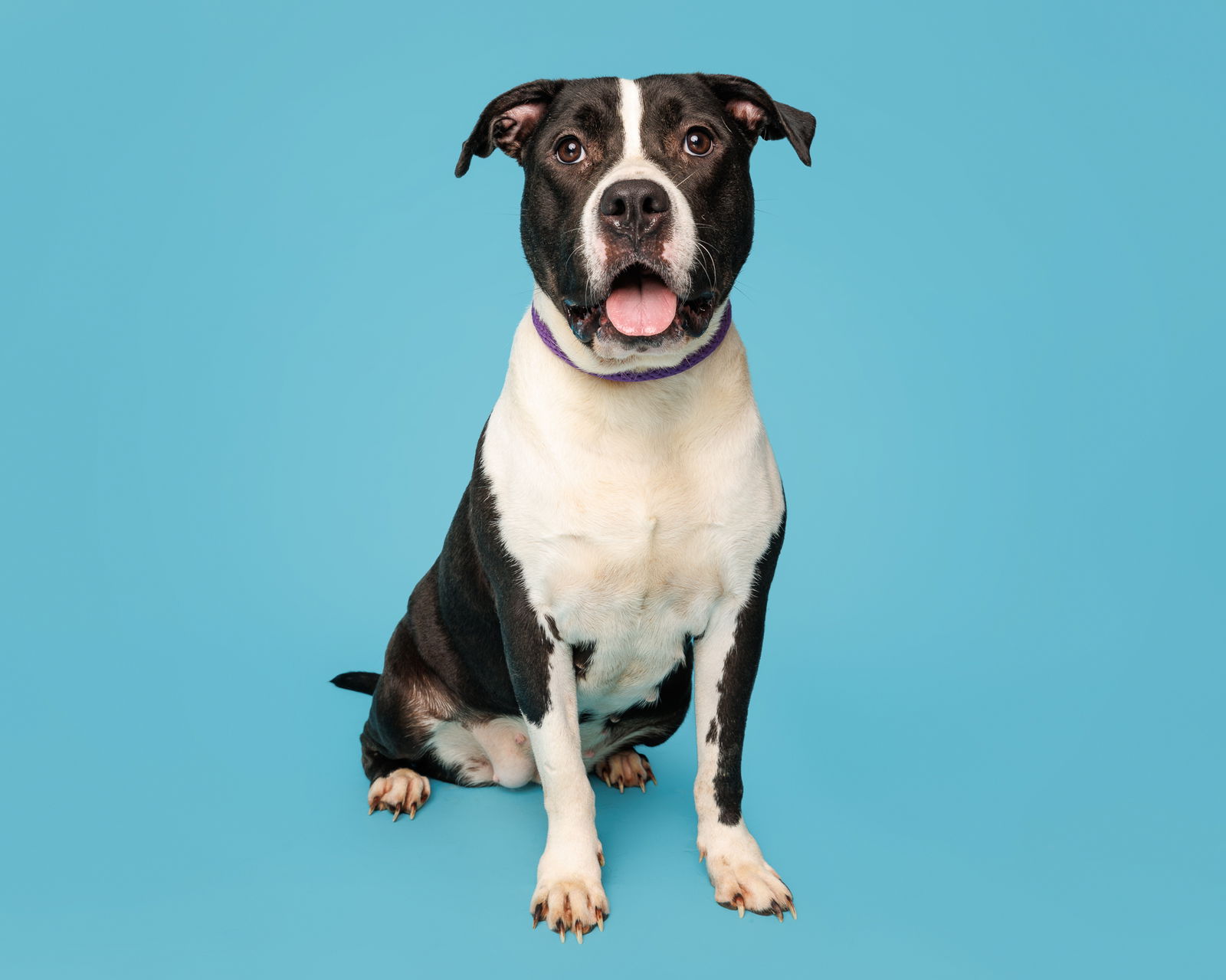 adoptable Dog in Durham, NC named Butter Bean