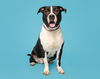 adoptable Dog in  named Butter Bean