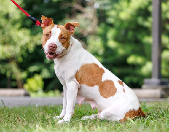 adoptable Dog in Durham, NC named Sienna