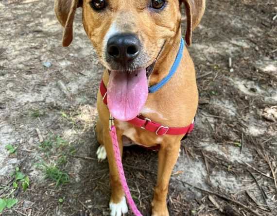 adoptable Dog in Durham, NC named Pumpkin