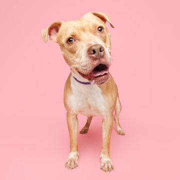 adoptable Dog in Durham, NC named Sherbert