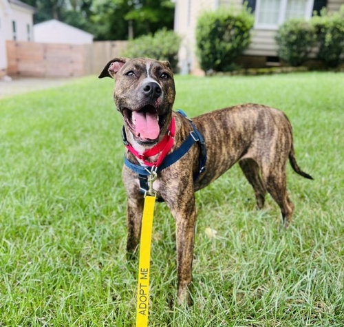 picture of the dog needing adoption
