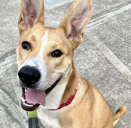 picture of the dog needing adoption