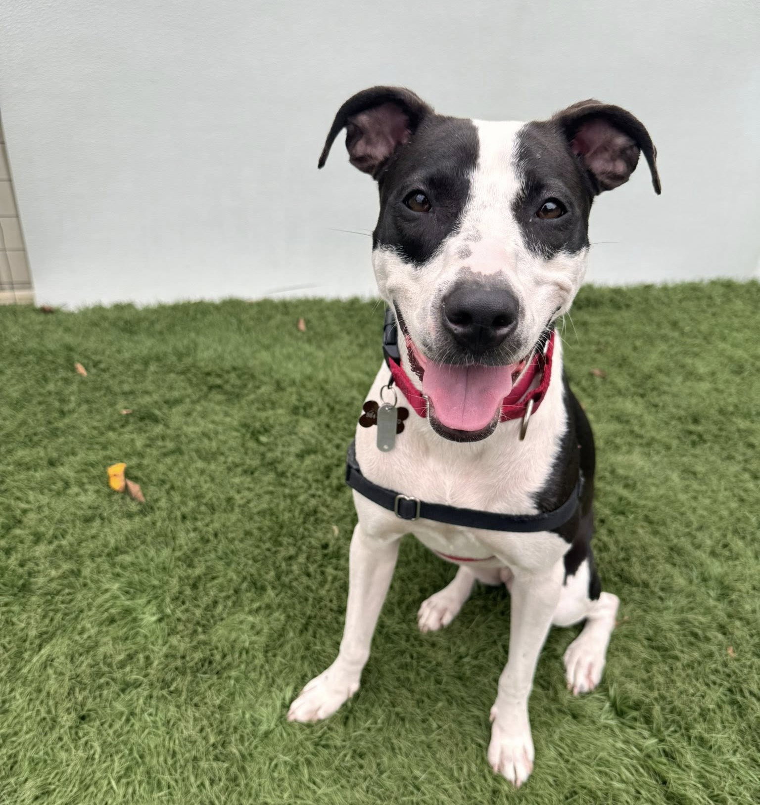 Wilhelmina Image