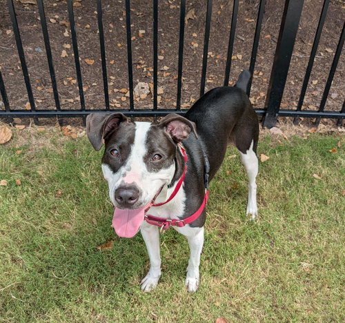 WILHELMINA - Unknown available for adoption