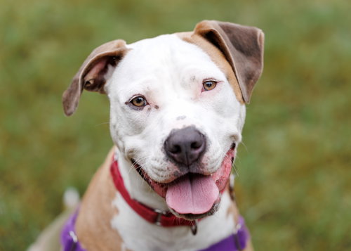 picture of the dog needing adoption