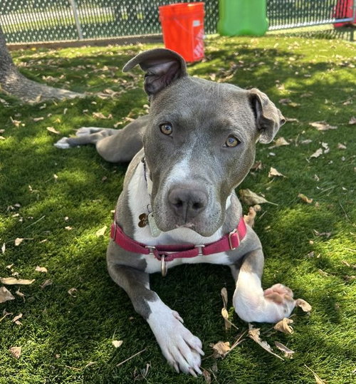 picture of the dog needing adoption