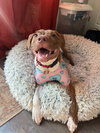 Patch - Photo 2