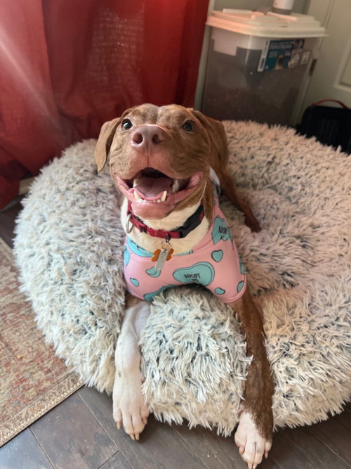 PATCH - Hound available for adoption