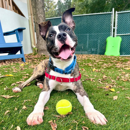 picture of the dog needing adoption