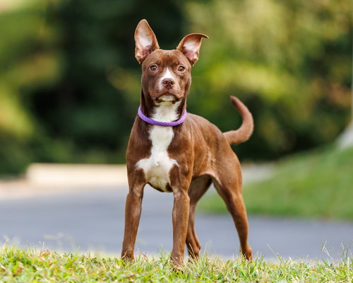 picture of the dog needing adoption