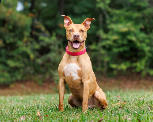 picture of the dog needing adoption