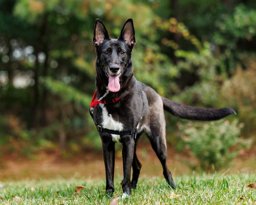 picture of the dog needing adoption