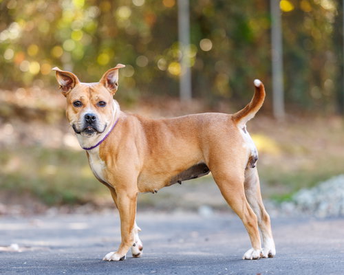 picture of the dog needing adoption