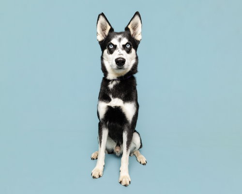 picture of the dog needing adoption