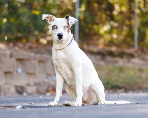 picture of the dog needing adoption