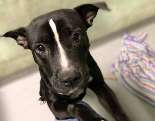picture of the dog needing adoption