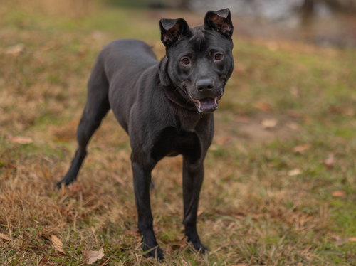 HOWARD - Unknown available for adoption