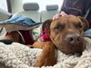 Spice Muffin - Photo 4