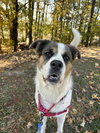 Molly - Photo 2