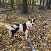 Molly - Photo 5