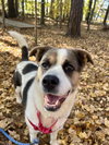 Molly - Photo 6