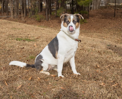 MOLLY - Unknown available for adoption