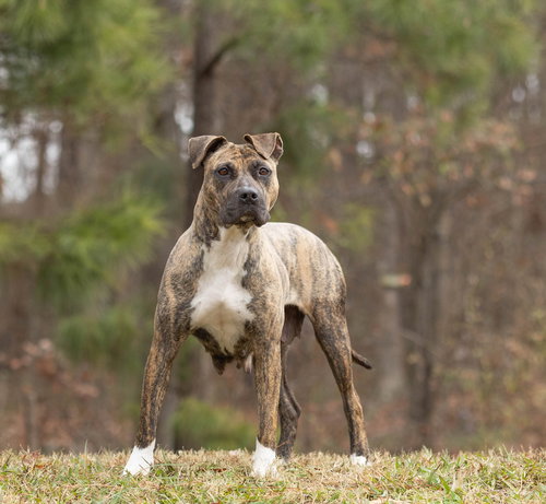 picture of the dog needing adoption