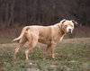 Spud - Photo 3