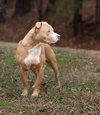 Spud - Photo 4