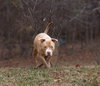 Spud - Photo 5