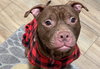 Pickles - Photo 1