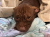 Pickles - Photo 3