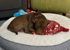 Pickles - Photo 4