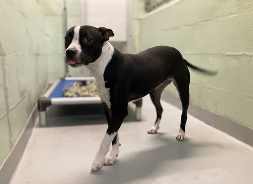 BROOKLYN - Unknown available for adoption