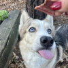 Hawk Eye - Photo 2