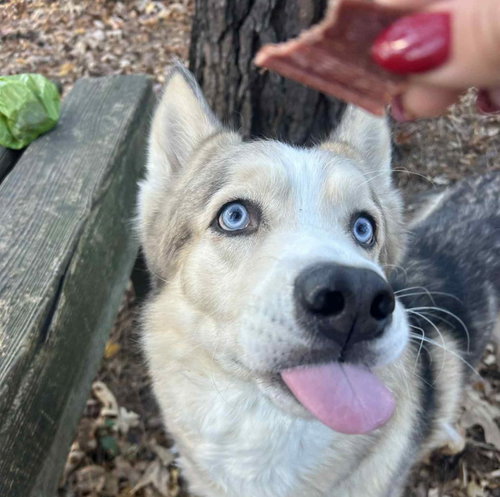 HAWK EYE - Unknown available for adoption