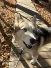 Hawk Eye - Photo 4