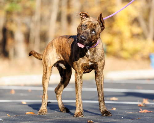 JOHNNY BRAVO - Unknown available for adoption
