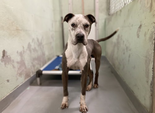 picture of the dog needing adoption