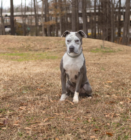 CHAMP - Unknown available for adoption