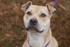 Daisy Mae - Photo 4