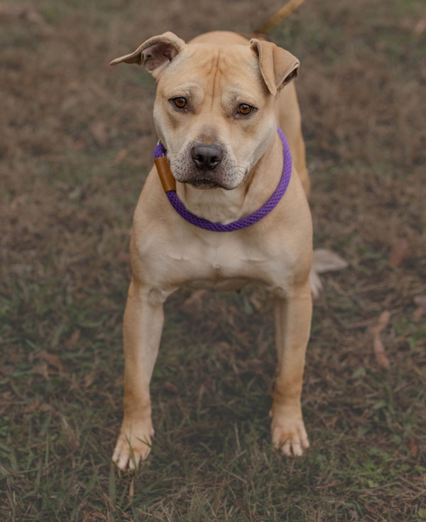 Daisy Mae