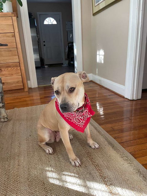 DAISY MAE - Unknown available for adoption