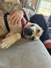 Daisy Mae - Photo 3