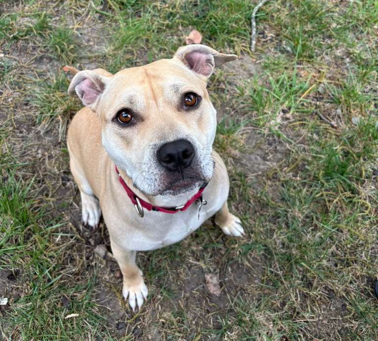 Daisy Image