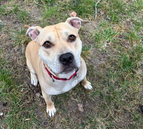 DAISY - Unknown for adoption in Durham