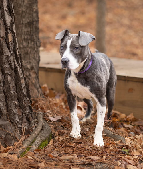 FIONA - Unknown available for adoption