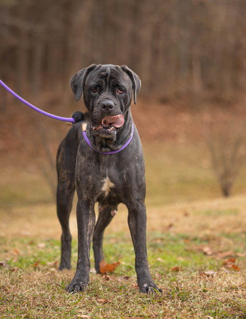 PIRATE QUEEN - Unknown available for adoption