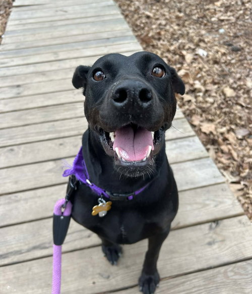 picture of the dog needing adoption